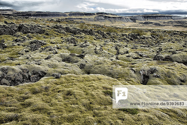 Landschaftlich schön landschaftlich reizvoll Europa Stein Landschaft Lava Herbst Island Moos