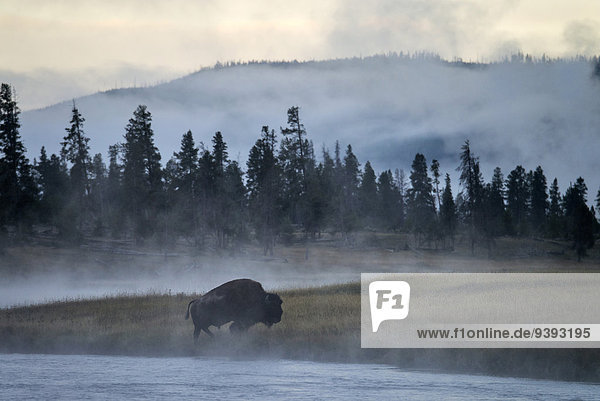 Vereinigte Staaten von Amerika USA Nationalpark Amerika Tier Fluss Wärme Büffel Yellowstone Nationalpark Bison Wyoming