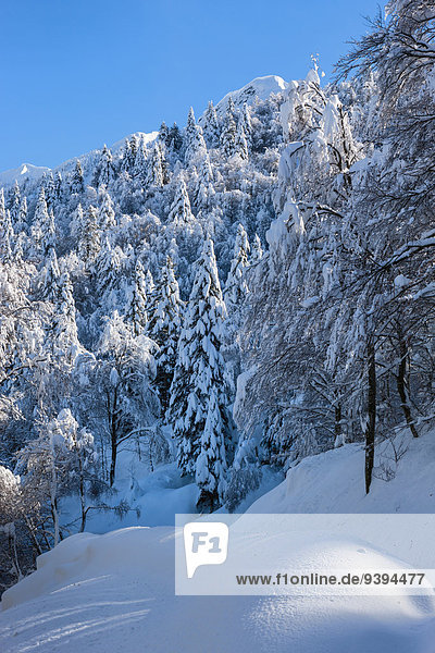 Alpe di Neggia Switzerland Europe Ticino Gambarogno winter fresh snow snow winter wood