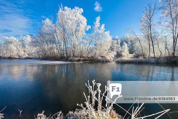 Naturschutzgebiet Europa Winter Frost Rheintal Schweiz Morgenstimmung