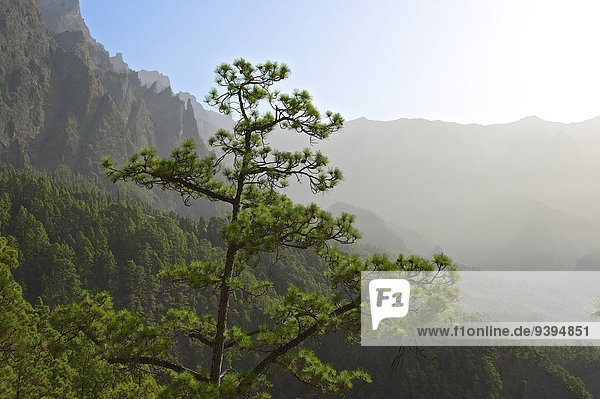 Nationalpark Naturschutzgebiet Außenaufnahme Landschaftlich schön landschaftlich reizvoll Europa Berg Tag niemand Wald Natur Holz Kanaren Kanarische Inseln La Palma Berglandschaft Spanien