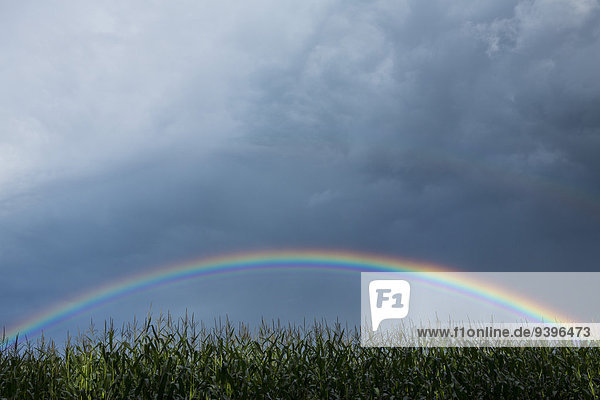 Corn field  rainbow  clouds  cloud  autumn  weather  Switzerland  Europe  colorful