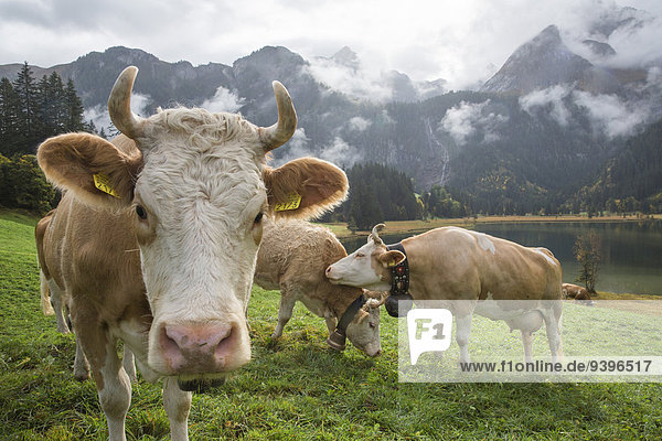 Lauenensee  cows  mountain lake  cow  cows  agriculture  animals  animal  canton Bern  Bernese Oberland  Switzerland  Europe