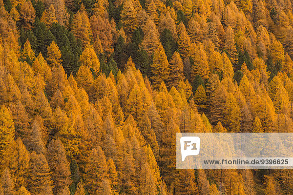 Nationalpark Europa Baum gelb Wald Natur Holz Herbst Kanton Graubünden Lärche Schweiz