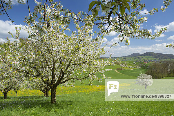 Fricktal  cherry trees  spring  canton  AG  Aargau  tree  trees  scenery  landscape  agriculture  Switzerland  Europe