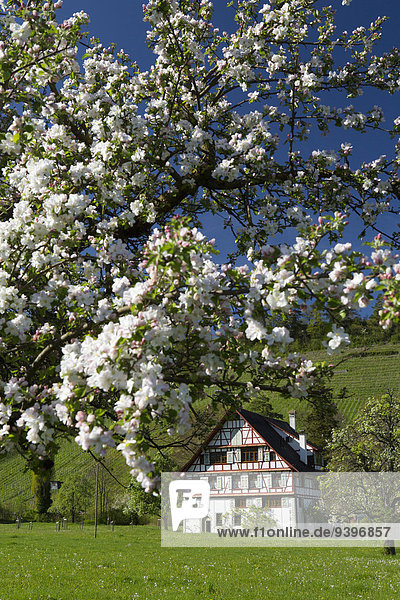 Trüterhof  Thal  village  SG  canton St. Gallen  spring  Switzerland  Europe