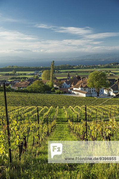 La Cote  vineyards  Bursins  La Cote  lake Geneva  canton  VD  Vaud  agriculture  Western Switerland  Romandie  village  Switzerland  Europe