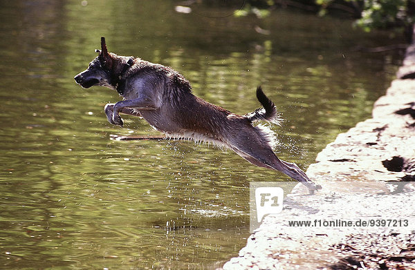 Wasser Tier Hund springen