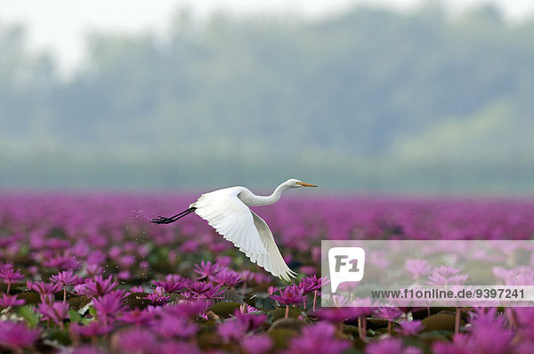Wasser Seerose fliegen fliegt fliegend Flug Flüge Blume Vogel pink Asien Weißer Reiher weiße reiher Thailand