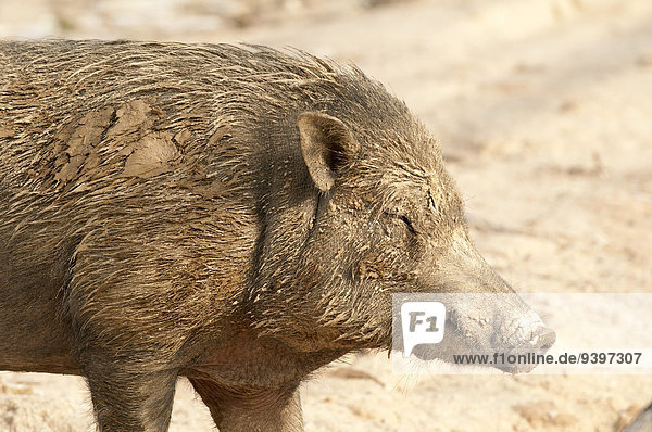 Wildschwein Sus scrofa Tier Asien Schlamm Schwein Thailand