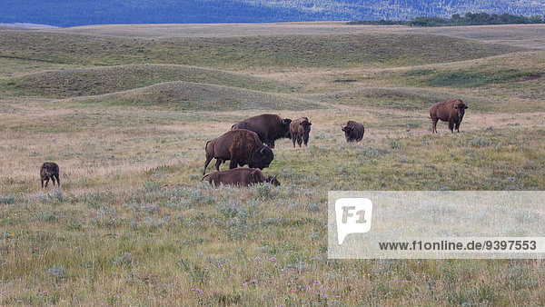 Vereinigte Staaten von Amerika USA Nationalpark Amerika Tier Säugetier Nordamerika Alberta Bison Kanada Prärie
