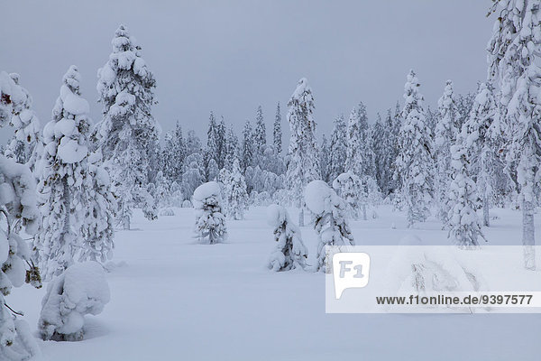 Trees Europe Finland Kuertunturi scenery landscape Lapland snow white wood forest winter Akäslompolo