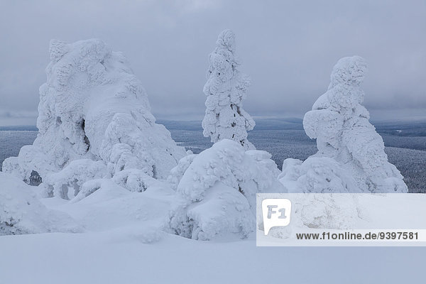 Landschaftlich schön landschaftlich reizvoll Europa Winter Baum Landschaft Wald weiß Holz Finnland Lappland Schnee