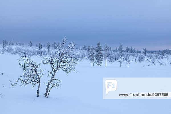Trees Europe Finland Kiilopää scenery landscape Lapland light mood snow Urho Kekkonen national park winter