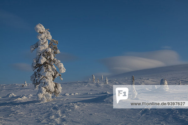 Nationalpark Landschaftlich schön landschaftlich reizvoll Europa Winter Baum Landschaft Wind Finnland Lappland Schnee