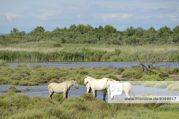 Frankreich Europa Tier Pferd Equus caballus Herde Herdentier Camargue Feuchtgebiet Wildtier