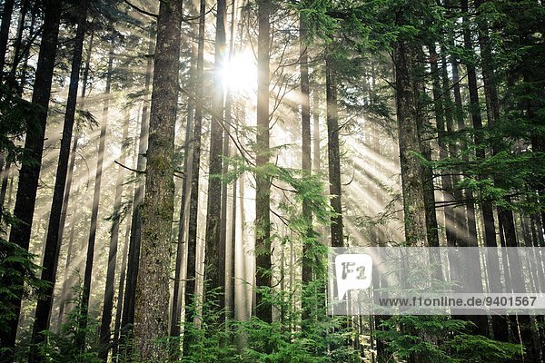 Wald Sonnenlicht glänzen britisch Kanada dicht