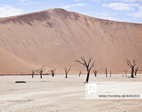 kahler Baum kahl kahle Bäume leer Außenaufnahme Tag Wolke Ruhe Himmel Landschaft Schönheit niemand Wüste Natur Querformat Sand Tod Düne Namibia Erosion Saline Öde freie Natur