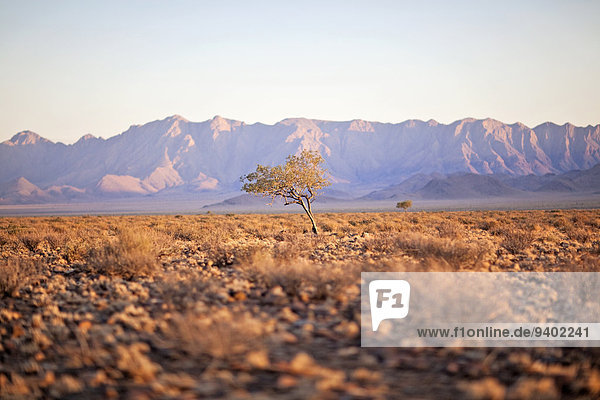 blauer Himmel wolkenloser Himmel wolkenlos Gebirge Außenaufnahme Landschaftlich schön landschaftlich reizvoll Tag Landschaft Schönheit Wachstum niemand Wüste Natur Querformat Namibia Namib 1 Horizont extrem Sehenswürdigkeit Idylle Gebirgszug freie Natur