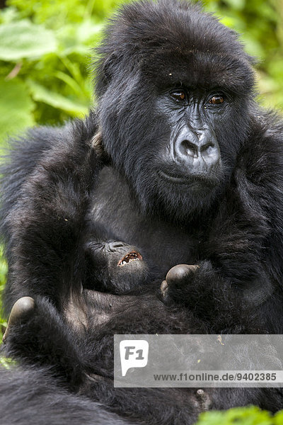 Berg Regenwald Säuglingsalter Säugling Mutter - Mensch Gorilla