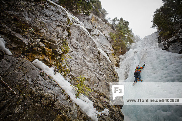 A young man climbs a wall of ice near Whistler  BC  Canada.