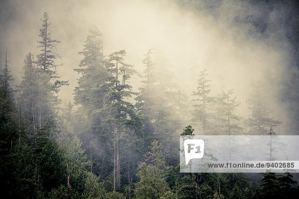 Landscape of forest in fog.