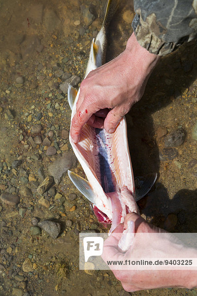 Fisch Pisces Mann Reinigung See Forelle Lachs Weißfisch