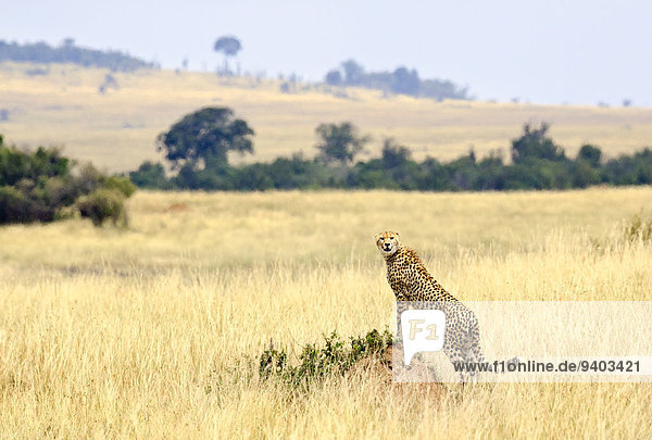 A cheetah (Acinonyx jubatus) looks out over Kenya's Masai Mara.