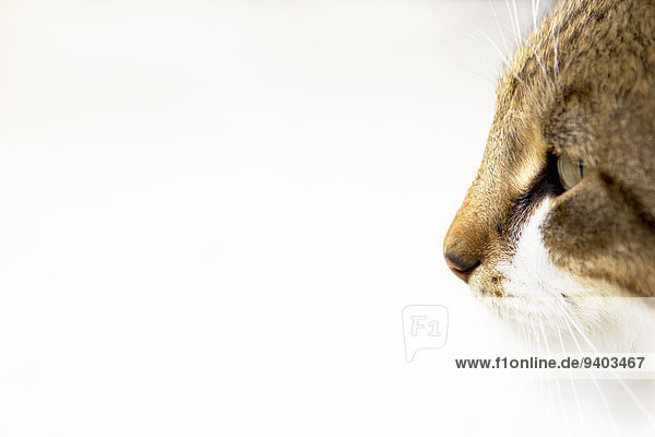 Halbportrait Profil Profile Außenaufnahme Textfreiraum Winter denken Tag Neugier niemand Beauty 1 Querformat Seitenansicht Tier Kälte Katze wegsehen Einzelnes Tier freie Natur Serbien Schnee Hauskatze