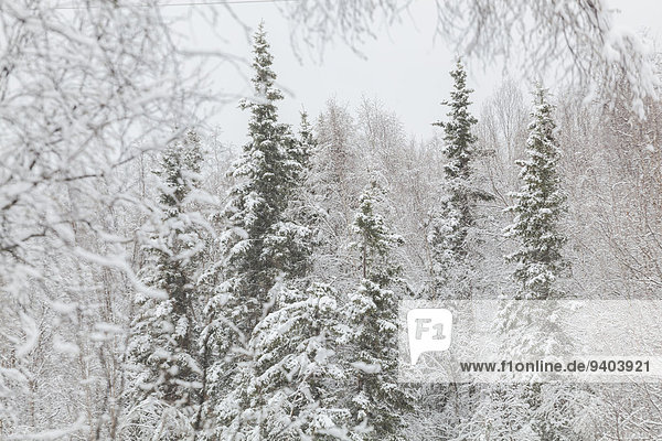 Birke Vereinigte Staaten von Amerika USA Außenaufnahme Nadelbaum Winter Tag Ruhe Baum Landschaft Schönheit niemand Wald weiß Natur Querformat Kälte immergrünes Gehölz Alaska freie Natur Bewölkung bewölkt bedeckt Einfachheit Schnee