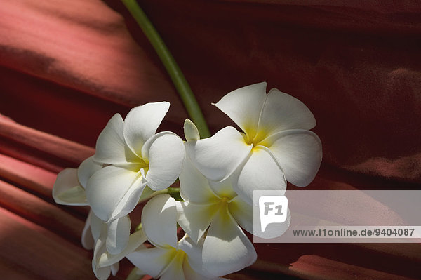 Westindische Frangipani-Blüten