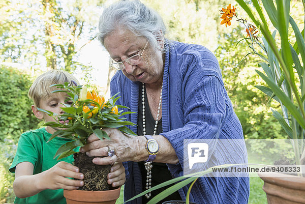 Pflanze Großmutter Enkelsohn umtopfen