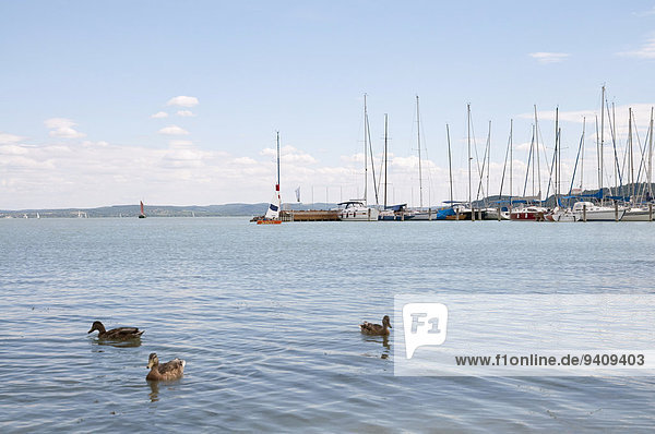 Hafen See Hintergrund Ente Plattensee Ungarn