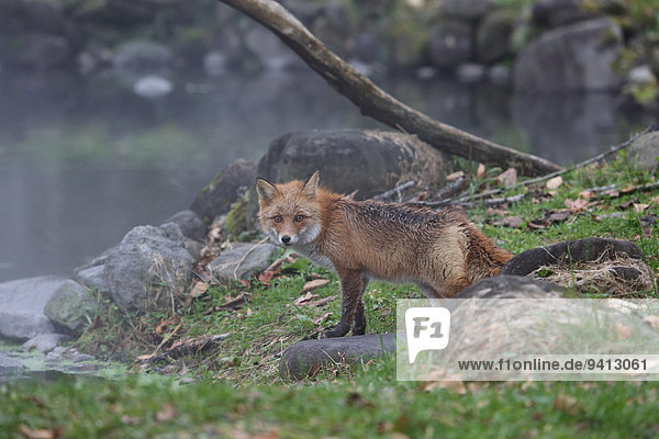 Fox  Hokkaido  Japan