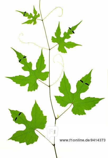 Leaf characters
