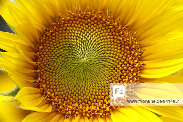 Sonnenblume helianthus annuus