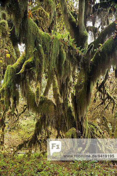 Hoh-Regenwald  Olympic-Nationalpark  Forks  Washington  USA