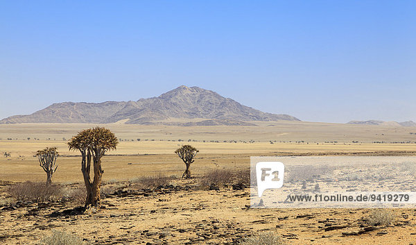 Quiver trees (Aloe dichotoma)  Namib-Naukluft National Park  Namibia