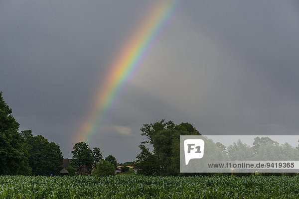 Regenbogen über einem Maisfeld  Nordrhein-Westfalen  Deutschland