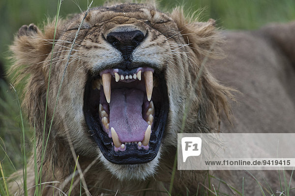Löwe (Panthera leo)  gähnend  Masai Mara  Kenia