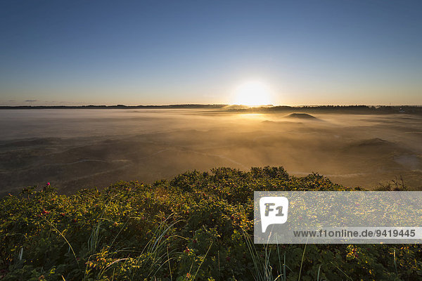 Nebel über Dünen und Heidelandschaft bei Sonnenaufgang  Henne  Region Syddanmark  Dänemark