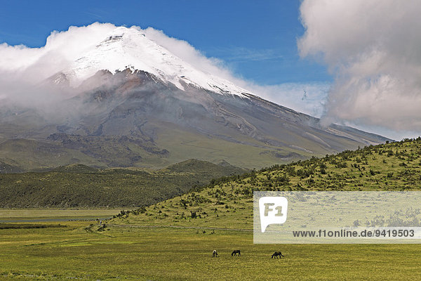 Schneebedeckter Gipfel des Vulkans Cotopaxi ragt aus einer Wolkenhülle  Nationalpark Cotopaxi  Provinz Cotopaxi  Ecuador