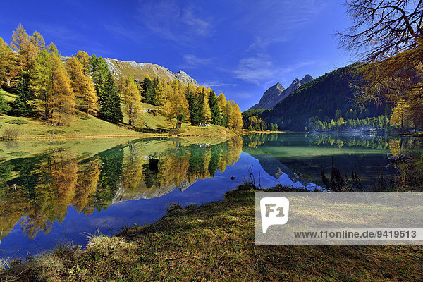 Herbstfarbene Lärchen spiegeln sich im Palpuognasee  Lei da Palpuogna  Albulapass  Kanton Graubünden  Schweiz