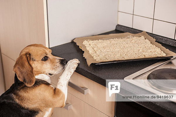 Hund  Beagle schaut auf ein Blech voller Hundekekse