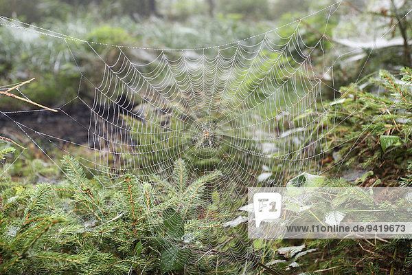 Spinnennetz mit Gartenkreuzspinne (Araneus diadematus) zwischen Jungfichten  Allgäu  Bayern  Deutschland