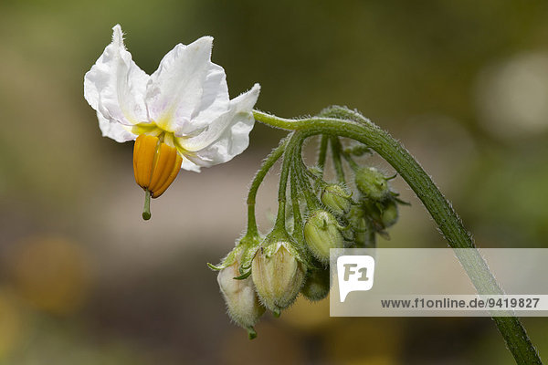 Blüte,  Kartoffel (Solanum tuberosum)