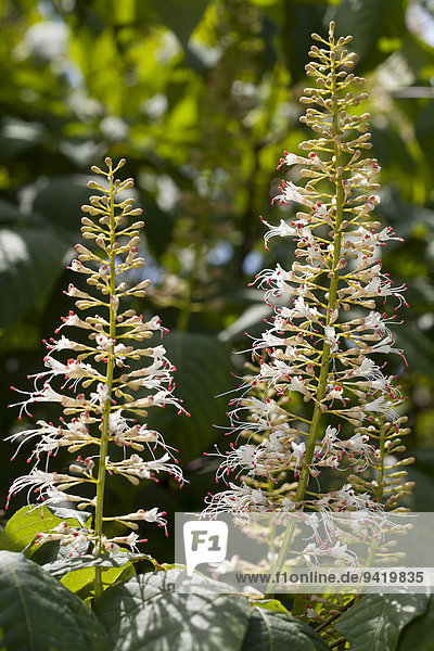 Blütenstand  Strauch-Rosskastanie (Aesculus parviflora)