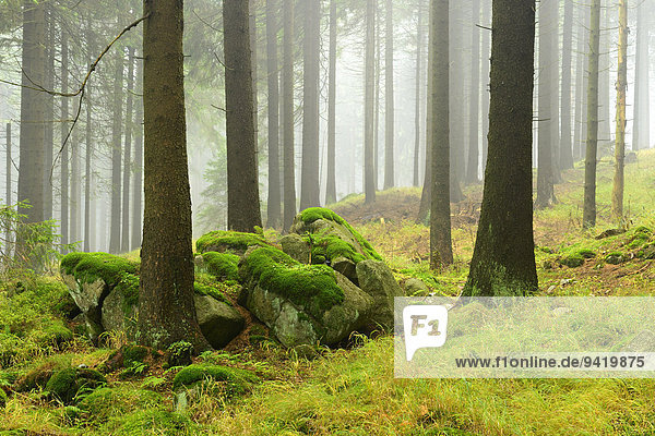 Nebliger Fichtenwald mit bemoosten Felsblöcken,  Nationalpark Harz,  Sachsen-Anhalt,  Deutschland