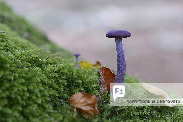 Violetter Lacktrichterling (Laccaria amethystina),  Emsland,  Niedersachsen,  Deutschland