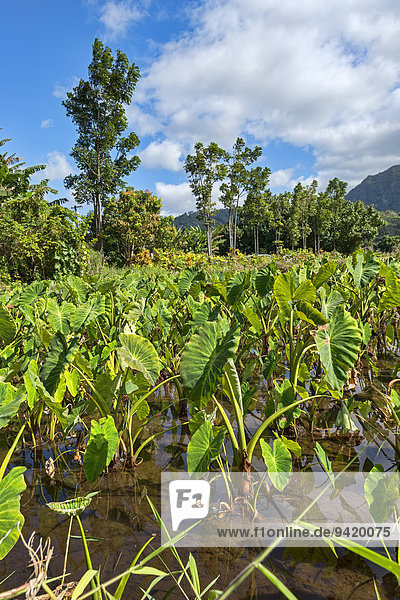 Feld mit Taropflanzen  Kaua?i  Hawaii  USA